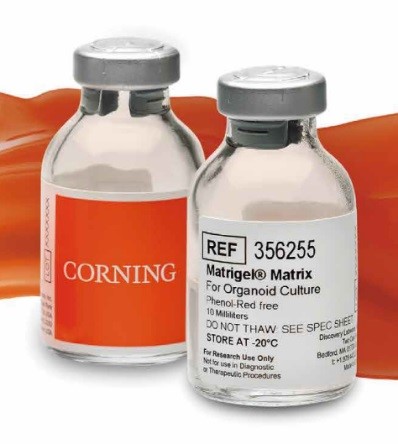 標準Corning Matrigel